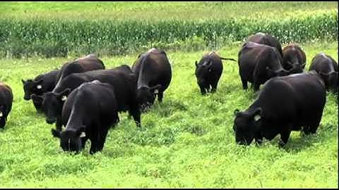 AI applications for commercial cattlemen