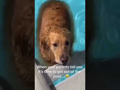 Dogs being idiot part 39 #funnydog #funnypet #cutedog #dog #pets