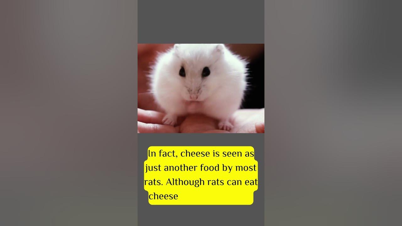 can pet rats eat cheese YouTube