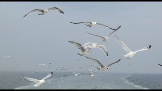 Goélands  Vol Et Pêche Gulls Flight And Fishing