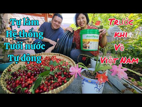 Video: Tự làm sắp xếp mùa đông: Chậu hiên trong ngày lễ - Bí quyết làm vườn