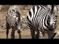 Cute zebra mom and foal(4 months old)..可愛いシマウマ親子（生後四ヶ月）。