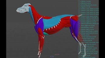 Dobermann Development timelapse | Houdini Otis solver