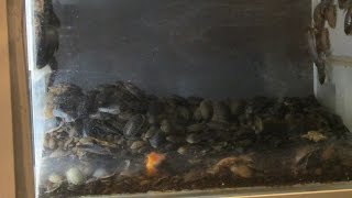 グロ注意 珍スポット ゴキブリうじゃうじゃ多摩動物公園の昆虫園 Youtube グロ注意 珍スポット ゴキブリうじゃうじゃ多摩動物公園の昆虫園 Youtube