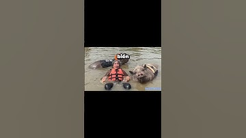 Bà cùng Capybara, "Hằng" chảy nước miếng ròng ròng 🤣