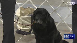 Record-breaking dog show at Eastern States Expo. this weekend