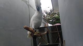 Burung kakatua Alba ngoceh eperti ayam
