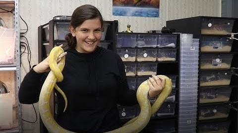 Burmese Vs Reticulated Pythons