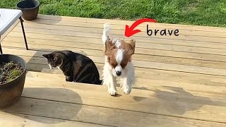 BRAVE DOG SAVES CAT FROM BIRDS!!