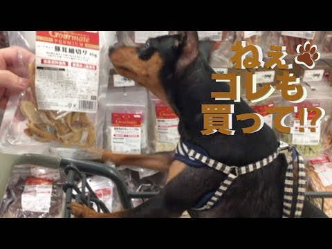 おやついっぱいで大興奮のミニピン 力田力男【歓喜の舞】Miniature pinscher  dog  개 귀여워  迷你笃宾犬