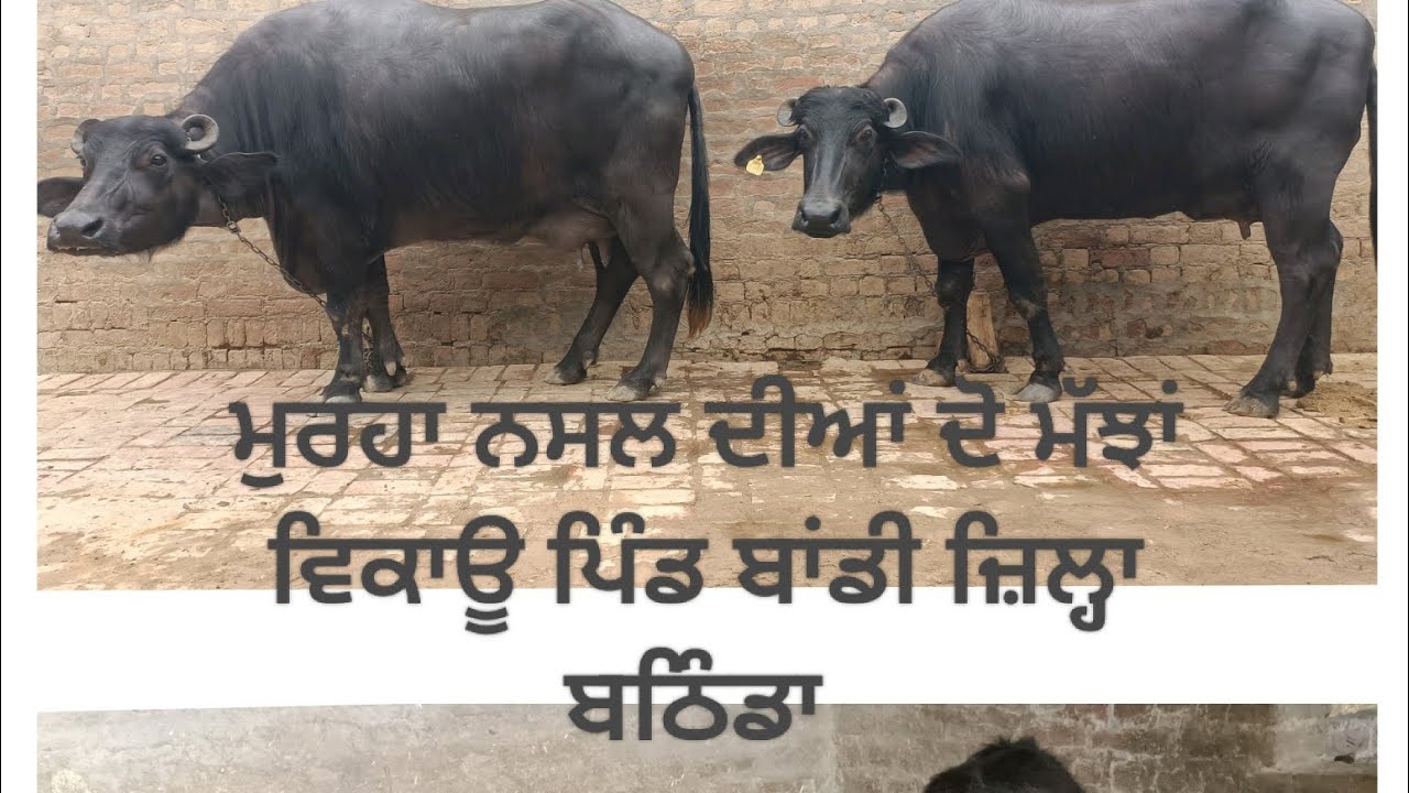 ਮੁਰਹਾ ਨਸਲ ਦੀਆਂ ਦੋ ਮੱਝਾਂ ਵਿਕਾਊ ਪਿੰਡ ਬਾਂਡੀ ਬਠਿੰਡਾ Mo.98773-12984 #murraha #sale #bandi