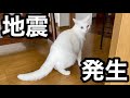 2021年5月1日、地震が発生した時のオッドアイの猫の反応