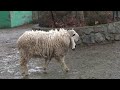 Овцы с необычными ушами и живут они в Тайгане!)😃🐑🐑🐑