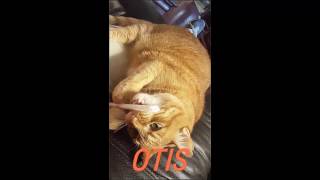 Duchess & Otis 09022016