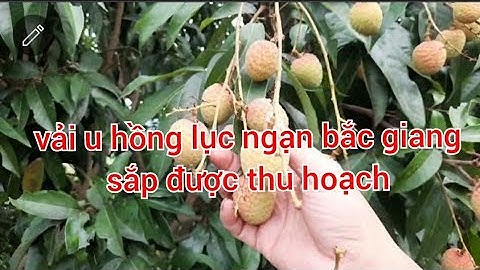 riview vải u hồng tại biển động lục ngạn