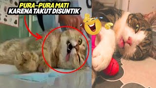 Lucu & Menggemaskan! Kucing Purapura Mati Karena Takut Disuntik  Kucing Lucu Purapura Pingsan