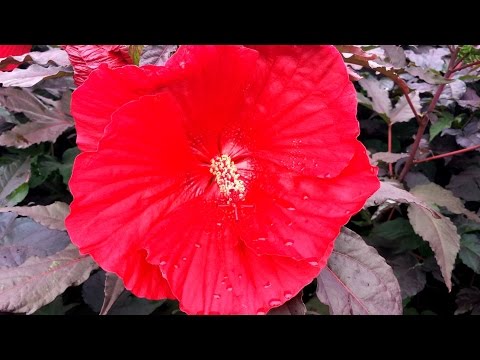 Video: Marsh Hibiscus (23 Fotot): Extreme Magenta Kasvatamine Seemnetest Kodus, Istutamine Ja Hooldamine Avamaal