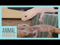 Leopard Gecko Rescue - Incredible Recovery!