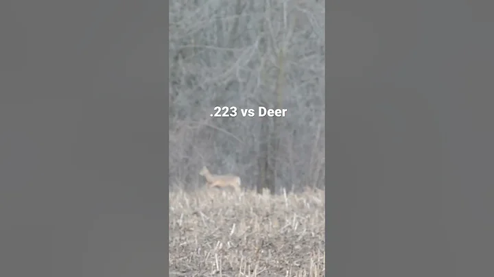 Deer Hunt .223 AR15 - Dropped!!! Didn’t Go 20 #deer #deerhunting #ar15 #guns #hunting #meateater