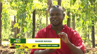 Success in passion fruit growing starts with right seedling  Harvest Money Expo