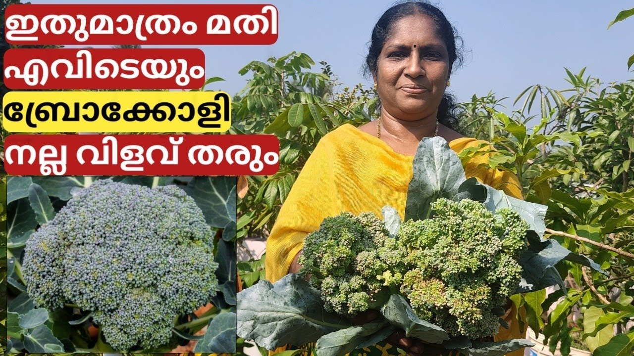 വലിയ ബ്രോക്കോളി കിട്ടാനുള്ള ടിപ്സ് Tips for growing bigger broccoli