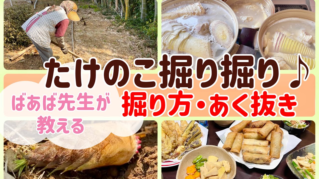 Digging for bamboo shoots! Grandma teaches you how to dig up and