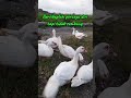 Bersikaplah Entoku #ternakunggas #entok #duck #viral