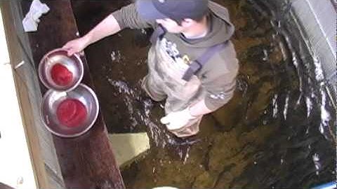 Go Fish BC: Trout Egg Collection