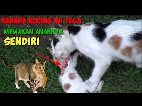 Video: 15 Cat GIF Untuk Membantu Anda Melalui Pemilihan Ini