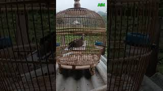 Download Lagu Terkuku BS dan terkuku split MP3