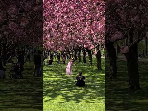 Video: Dove vedere i fiori di ciliegio a Brooklyn
