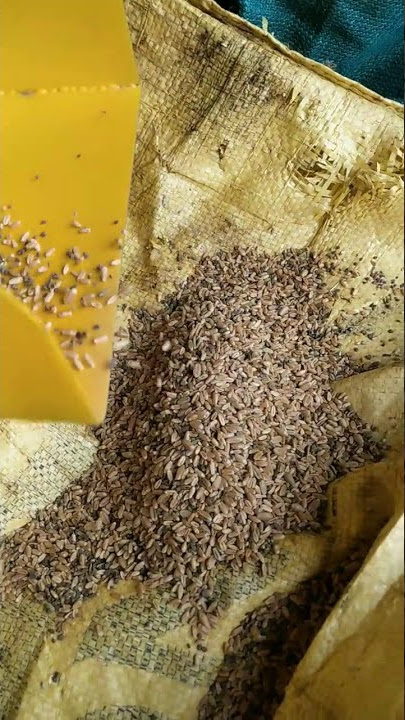 Dodiya wHeat cleaning machine 9510222931