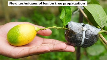 Grow lemon tree from air layering by - New technique