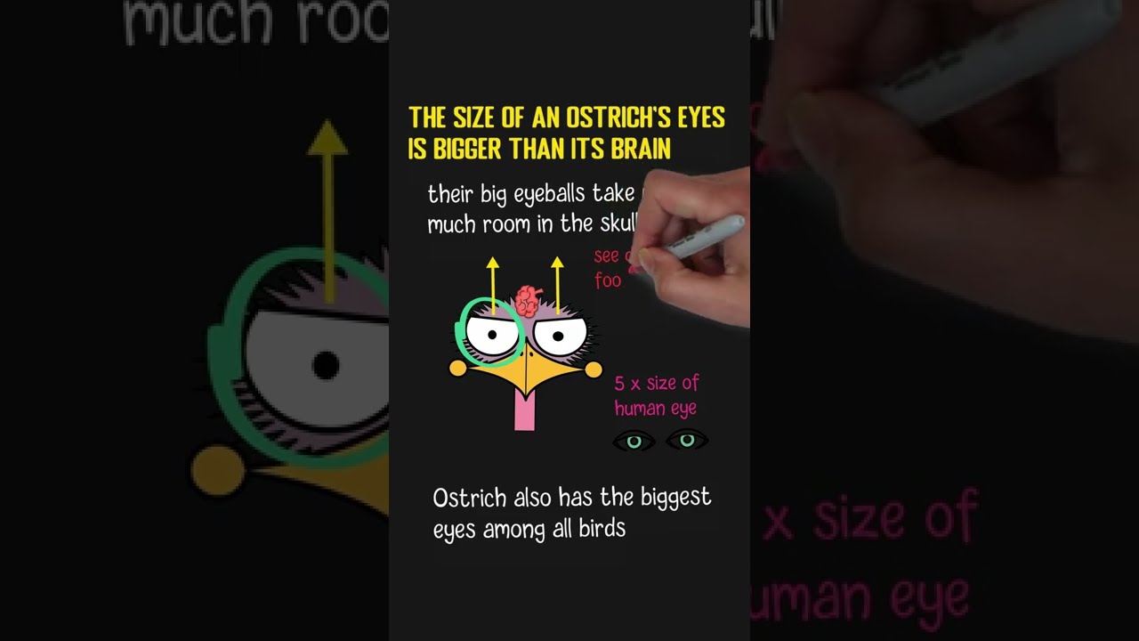 The Size Of An Ostrich'S Eyes Is Bigger Than Its Brain : Fun Facts