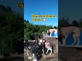приют ДворНяшки