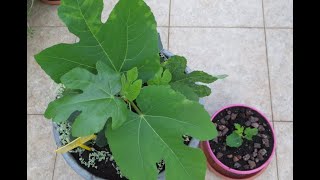 COMO SEPARAR DOS HIGUERAS