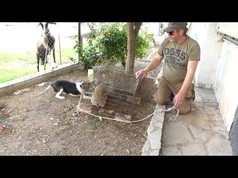 Βίντεο: Ανατροφή ενός Beagle στο σπίτι