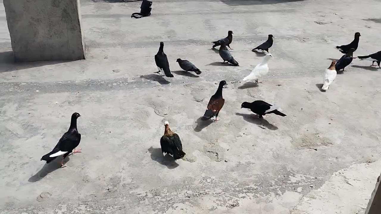 Cinperi, Sirtikizil ve Siyah Musevet Guvercinler