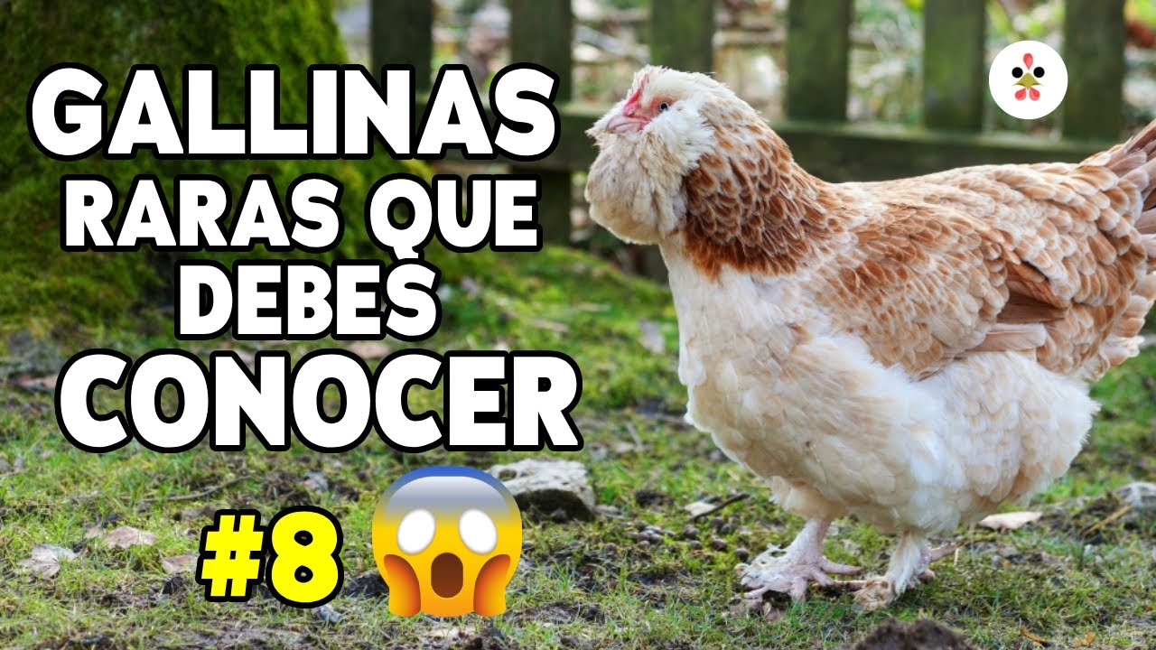 12 Razas de gallinas que no creerás que existen ¡Real! 😮