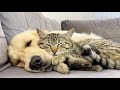 Golden retriever and cute cat become friends