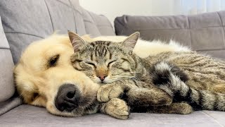 Golden Retriever and Cute Cat Become Friends!