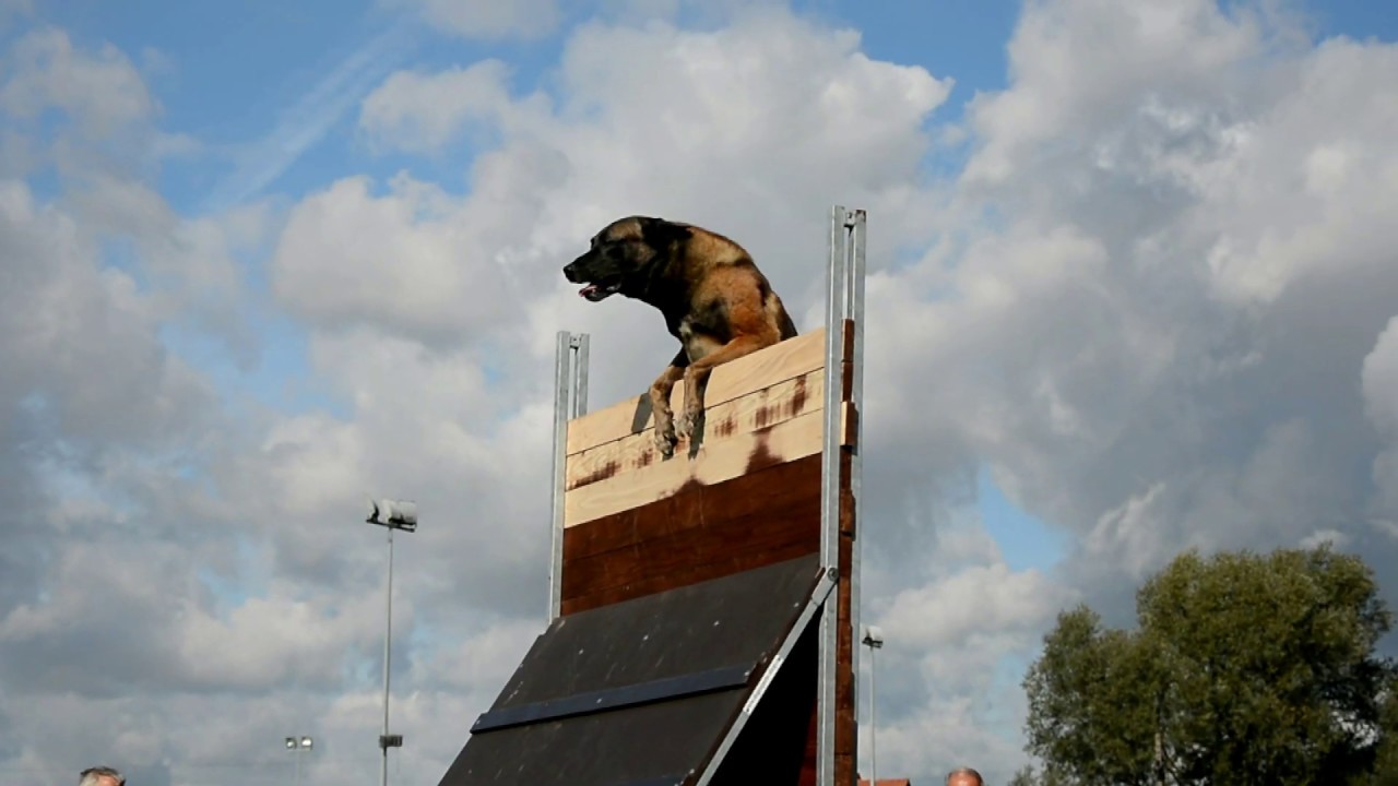 Mondioring FCI World Championship Nedza 2019