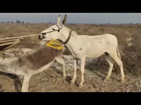 Donkey Breeding Video