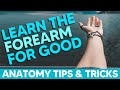 Anterior Forearm Muscles (Flexors)│Anatomy Tips, Tricks and Mnemonics