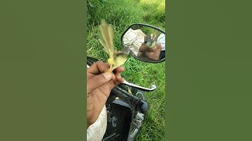 prenjak tebu gacor mental baja~qqq321