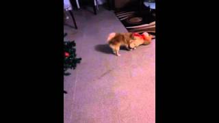 Jayb - my dog fucking the tiddy bear