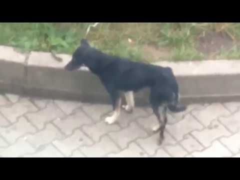 დაიქოქე ღმერთო