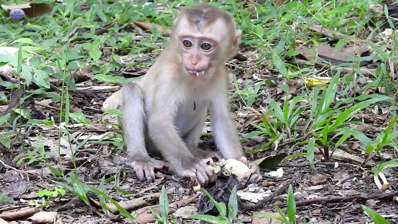 wow! awesome crazy monkey joking meeting a beautiful baby girl - amazing monkeys meeting Asian girl