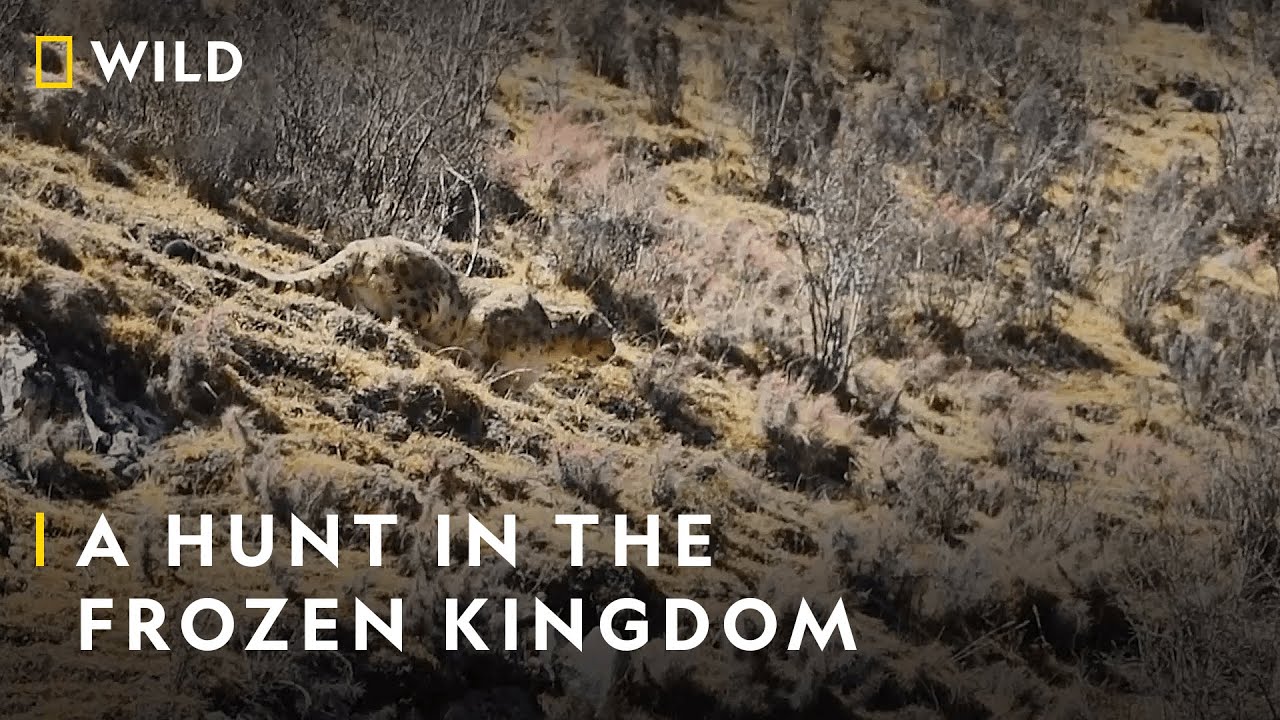 Snow Leopard vs Yak | The Frozen Kingdom of The Snow Leopard | Nat Geo