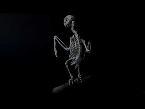 African Grey Parrot (Psittacus erithacus) Skeleton